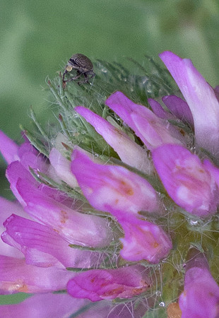 Tic on clover
