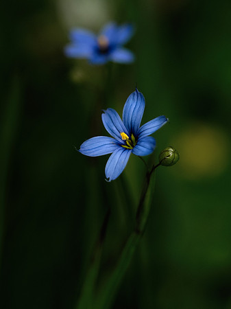 Blue eyed grass 2021