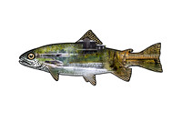 Trout Montage